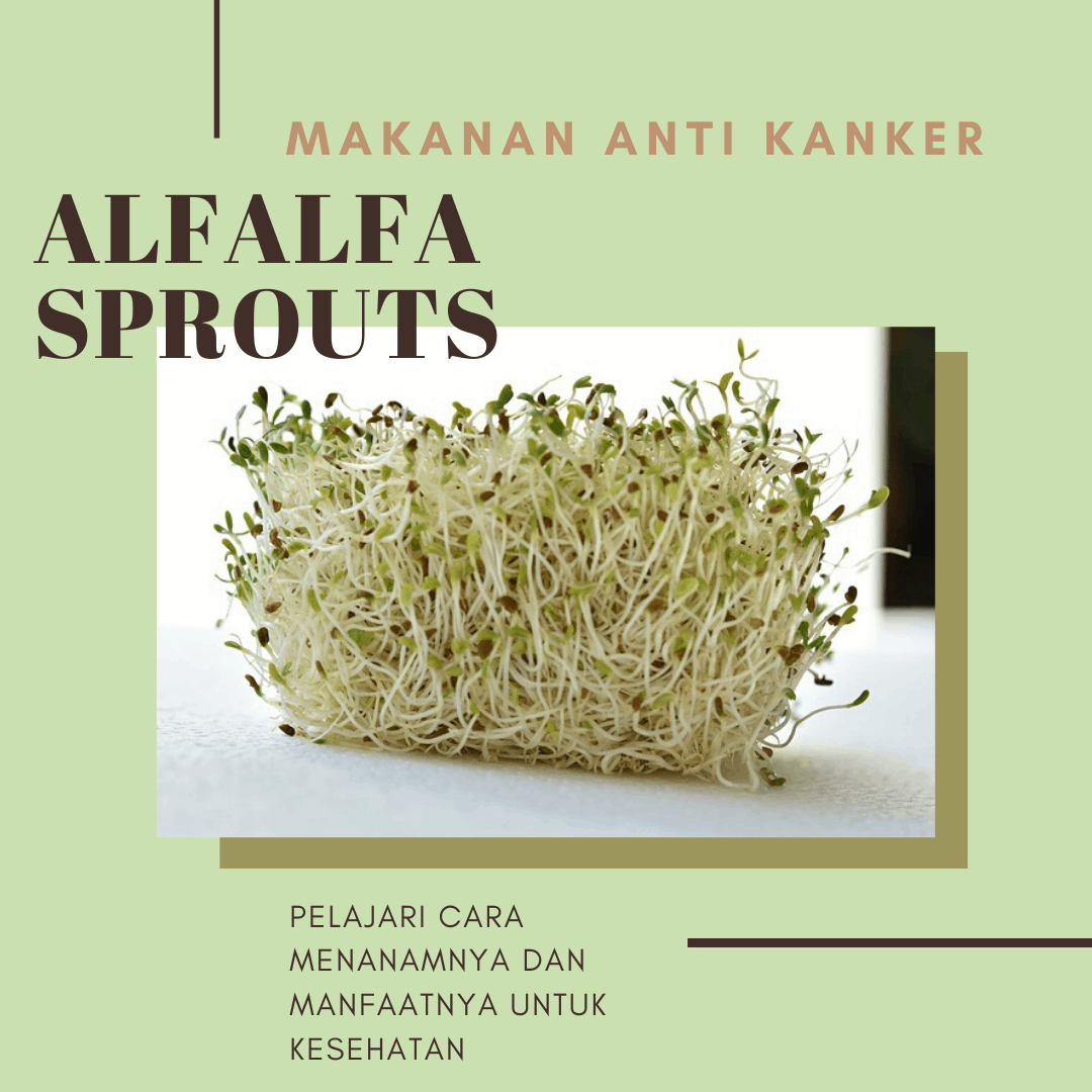 MAKANAN ANTI KANKER: ALFALFA SPROUTS - Oleh-oleh Khas Jakarta