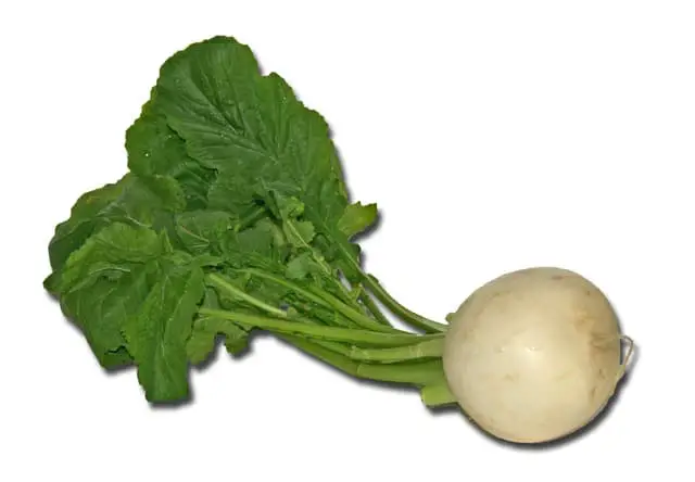 turnip sayuran untuk diet